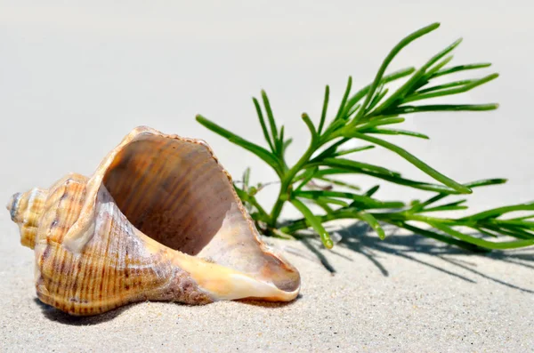 An empty shell lying on the sand in the desert — Stock Photo, Image