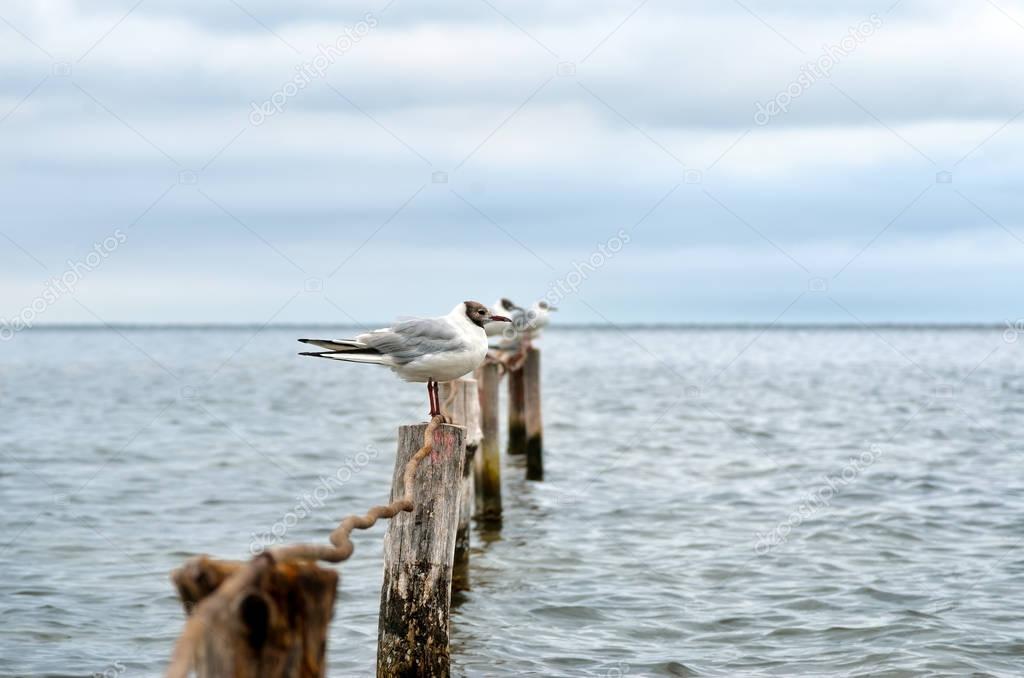 Large Black Sea seagulls in the natural habitat