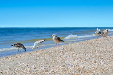 Doğal ortamlarında büyük Karadeniz martılar