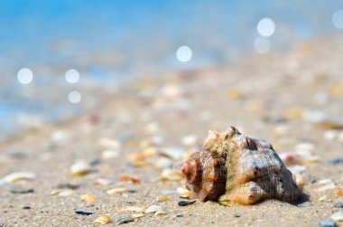Dalgalar deniz deniz kabuklarını sahilde yıkama