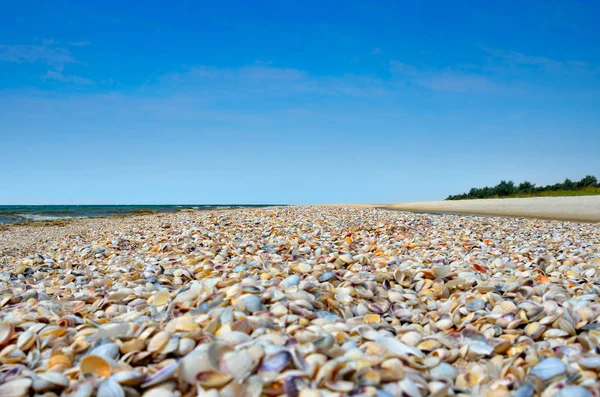 Plage sauvage de coquillages contre le ciel bleu — Photo