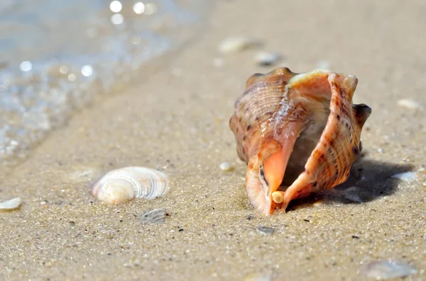 Морские волны моют ракушки на пляже — стоковое фото