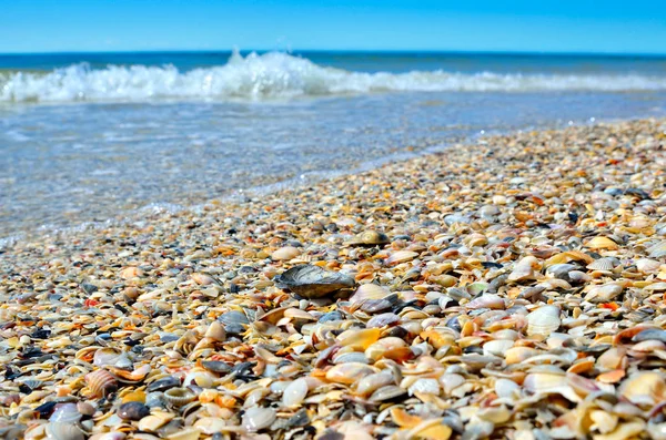 Sea waves washed clean beach made of shells — Stock Photo, Image