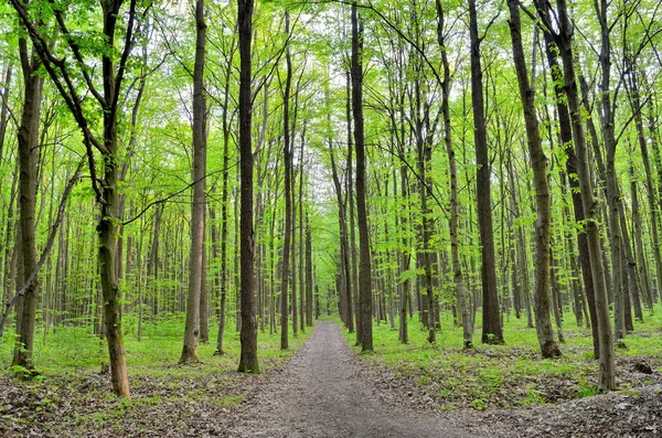 Ścieżką wśród zielonych drzew w lesie — Zdjęcie stockowe