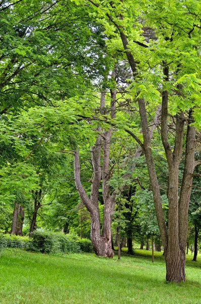 Hivatalos kerttel és a zöld fű a fák — Stock Fotó