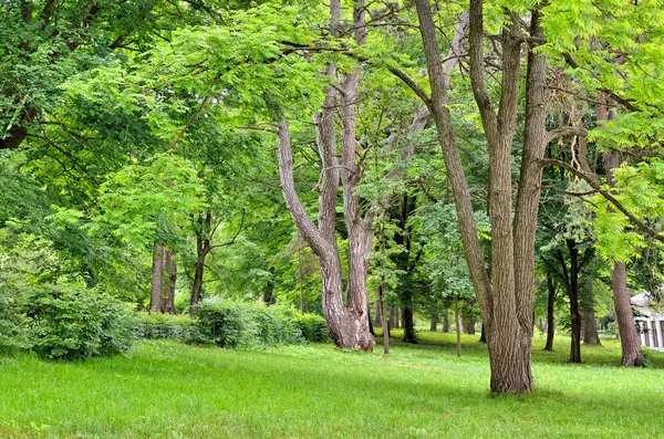 Hivatalos kerttel és a zöld fű a fák — Stock Fotó