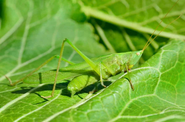Young, green grasshopper eats the leaves in the garden — Stock Photo, Image