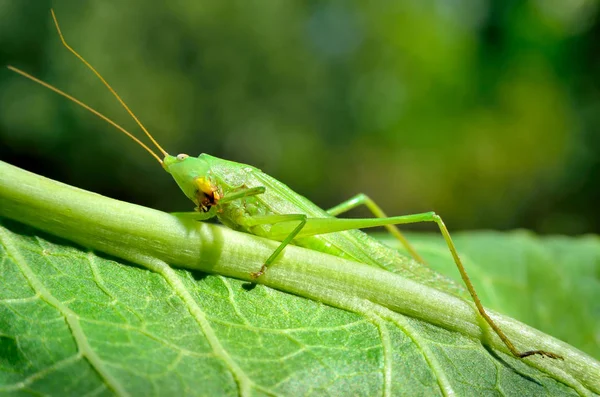 Young, green grasshopper eats the leaves in the garden — Stock Photo, Image