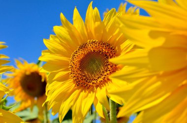 Genç ayçiçeği çiçeklenme alanında mavi gökyüzü karşı