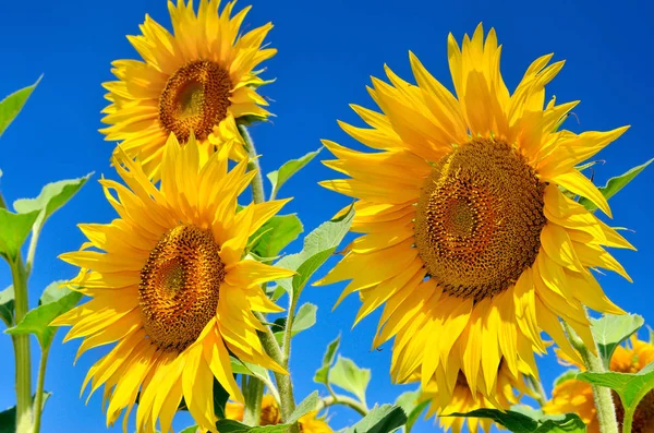 Los girasoles jóvenes florecen en el campo contra el cielo azul — Foto de Stock