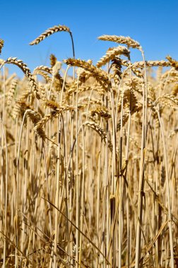 Mavi gökyüzü arka plan üzerinde buğday tırmanıştır