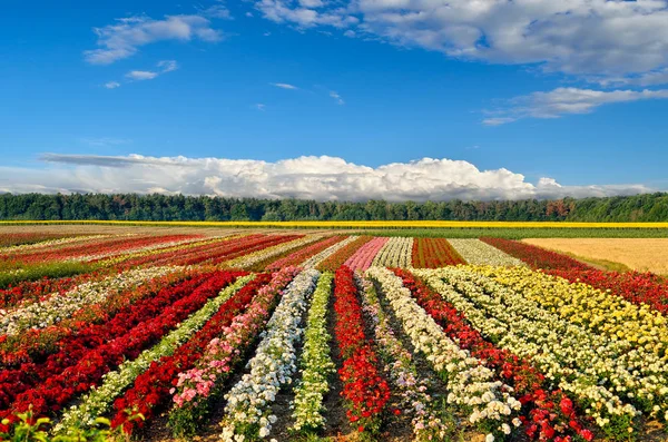 Field of roses on the background of the blue sky — Stock Photo, Image