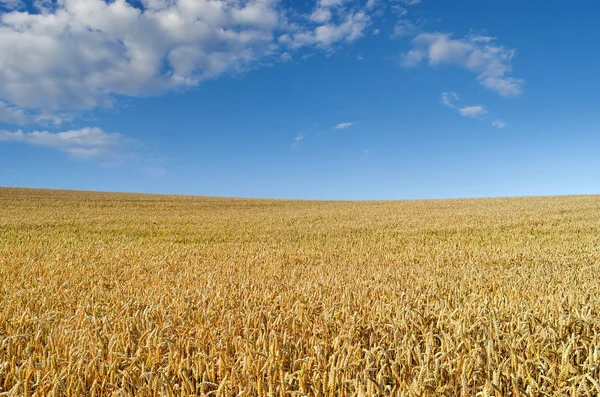 Campo di grano sullo sfondo del cielo blu — Foto Stock
