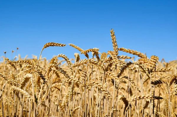 Mavi gökyüzü arka plan üzerinde buğday tırmanıştır