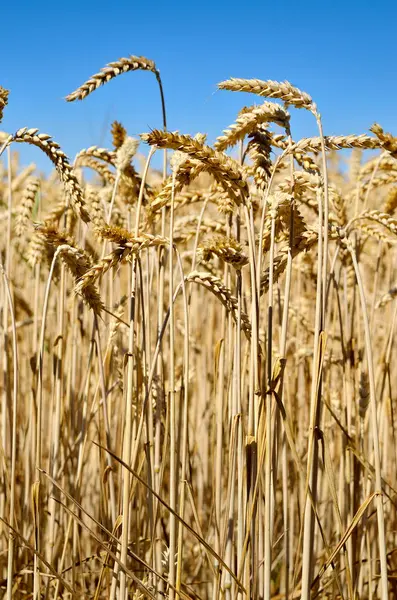 Mavi gökyüzü arka plan üzerinde buğday tırmanıştır