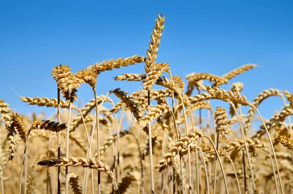 Шипы пшеницы на фоне голубого неба — стоковое фото