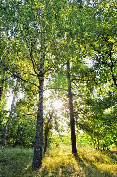 Morgonsolen strålar på sommaren i skogen — Stockfoto