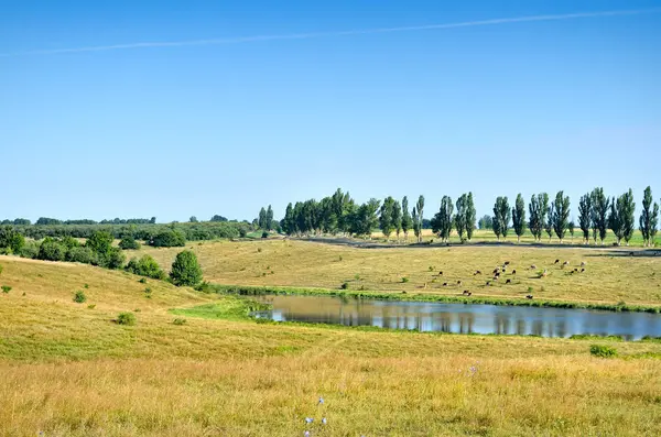 Mandria di mucche al pascolo su una collina vicino al lago — Foto Stock