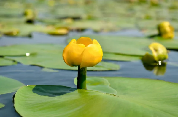 Amarelo água lírio salpicos-doca entre folhas verdes — Fotografia de Stock
