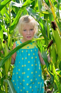 Yüksek, yeşil Mısır arasında küçük, neşeli bir kız