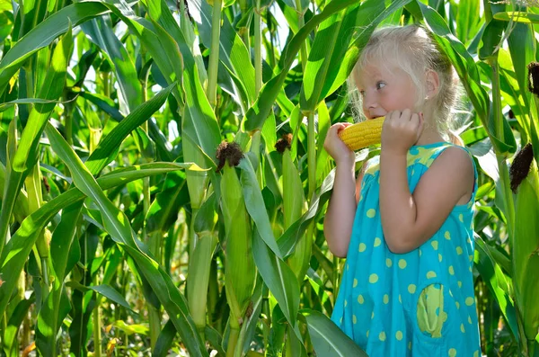 Yüksek, yeşil Mısır arasında küçük, neşeli bir kız