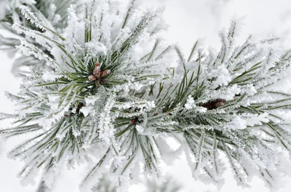 Fichtennadeln im Winterwald mit Frost bedeckt — Stockfoto
