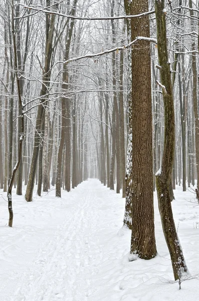 Camino forestal cubierto de nieve en el bosque invernal —  Fotos de Stock