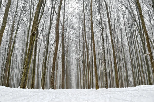 Forest road covered with snow in the winter forest — Stock Photo, Image