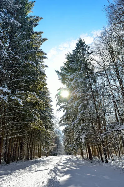 Luz solar entre os ramos de árvores na floresta nevada de inverno — Fotografia de Stock