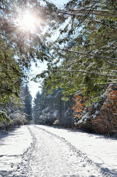 Luz solar entre os ramos de árvores na floresta nevada de inverno — Fotografia de Stock