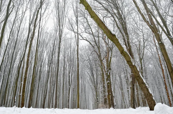 Drogi leśne, pokryte śniegiem w lesie zimą — Zdjęcie stockowe