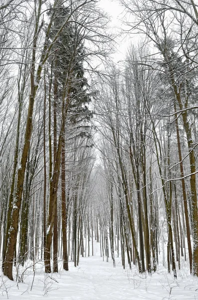 Kar kış ormandaki orman yolu kaplı — Stok fotoğraf