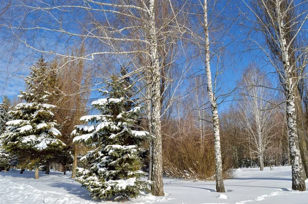 Mit Schnee bedeckte Winterbäume gegen den blauen Himmel — Stockfoto