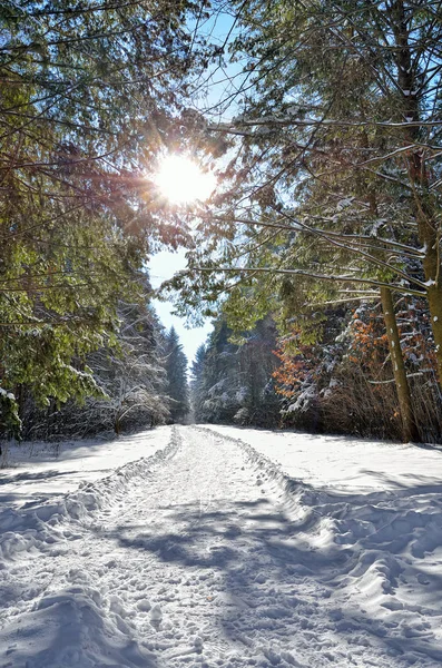 雪に覆われた冬の森林で木の枝の間で日光 — ストック写真