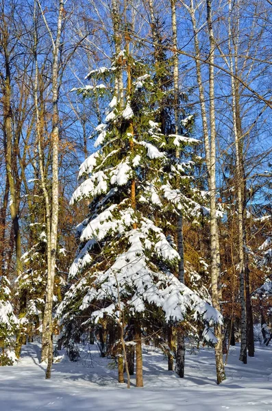 Mit Schnee bedeckte Winterbäume gegen den blauen Himmel — Stockfoto