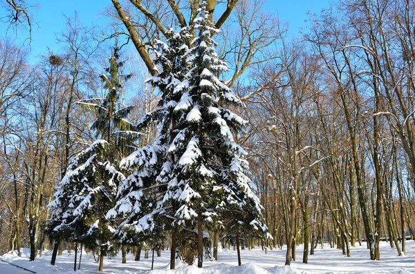 Mit Schnee bedeckte Winterbäume gegen den blauen Himmel — Stockfoto