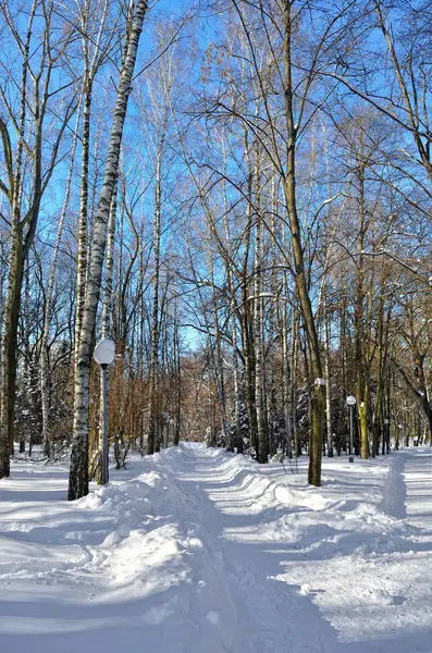 Zimą drzewa pokryte śniegiem przeciw błękitne niebo — Zdjęcie stockowe