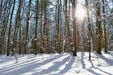 Güneş ışınları kış ormandaki ağaçların arasından