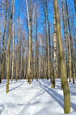 Mavi gökyüzü kar kış ağaçlar kaplı