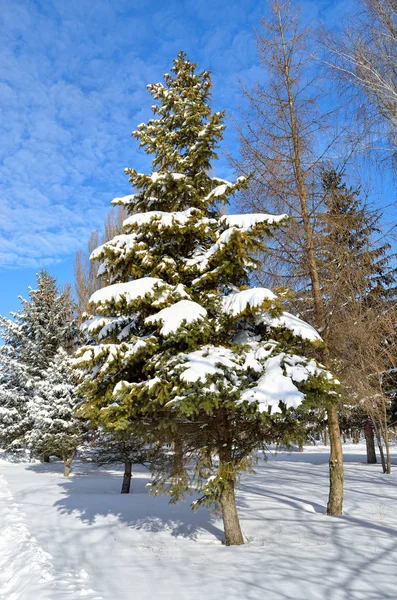 Mit Schnee bedeckte Winterbäume gegen den blauen Himmel — Stockfoto