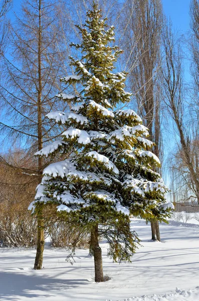 Mit Schnee bedeckte Winterbäume gegen den blauen Himmel — Stockfoto