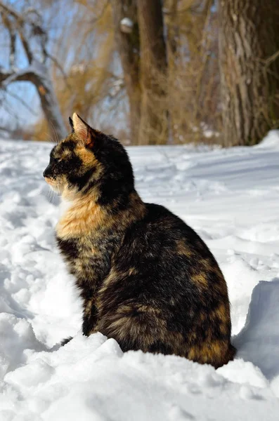 Mladá kočka sedí na bílém sněhu v zimě — Stock fotografie