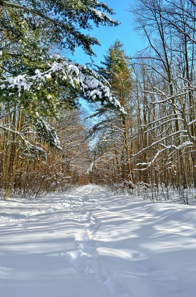 青空に雪で覆われた冬の木 — ストック写真