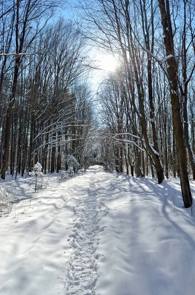 De stralen van de zon door de bomen in het bos van de winter — Stockfoto