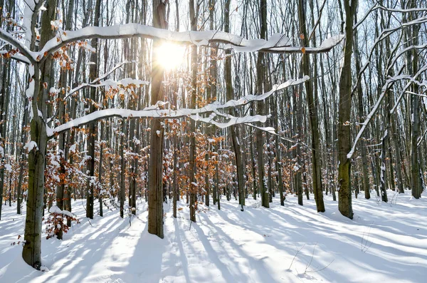 De stralen van de zon door de bomen in het bos van de winter — Stockfoto