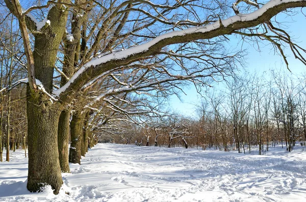 Zimą drzewa pokryte śniegiem przeciw błękitne niebo — Zdjęcie stockowe