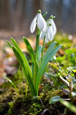 Bahar ormanında ilk kardelen