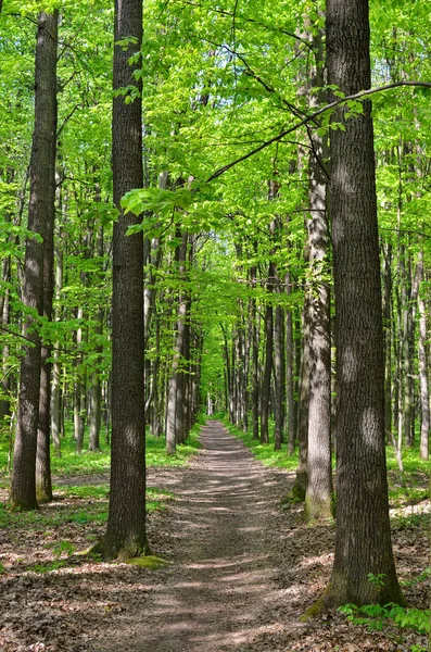 Štíhlé Stromy Mladém Lese Zelené Létě — Stock fotografie