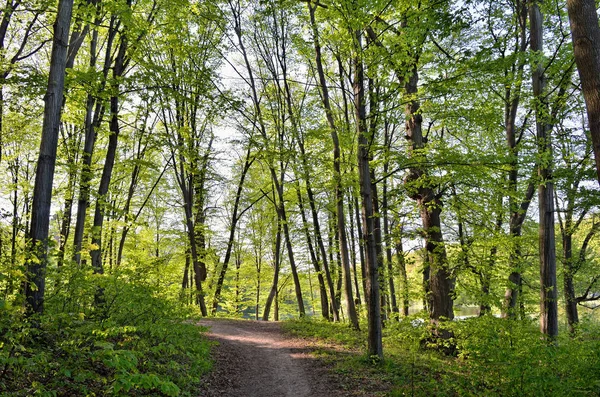 Smala Träd Ung Skog Grön Sommaren — Stockfoto