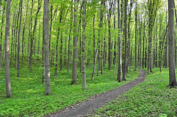 Slanke Bomen Jong Bos Groen Zomer — Stockfoto